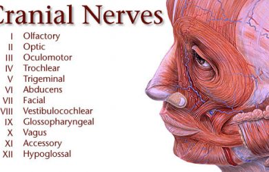 Cranial Nerve Mnemonics