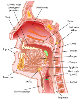throat anatomy, anatomy of the throat and mouth, anatomy of the throat and neck, throat anatomy swallowing, throat anatomy front view, throat anatomy pictures, throat anatomy tonsils, parts of the throat and neck, throat larynx