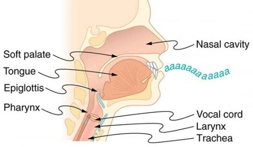 throat anatomy, anatomy of the throat and mouth, anatomy of the throat and neck, throat anatomy swallowing, throat anatomy front view, throat anatomy pictures, throat anatomy tonsils, parts of the throat and neck, throat larynx