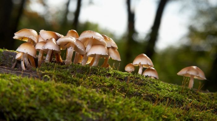 Magic mushrooms – do shrooms show up on drug test
