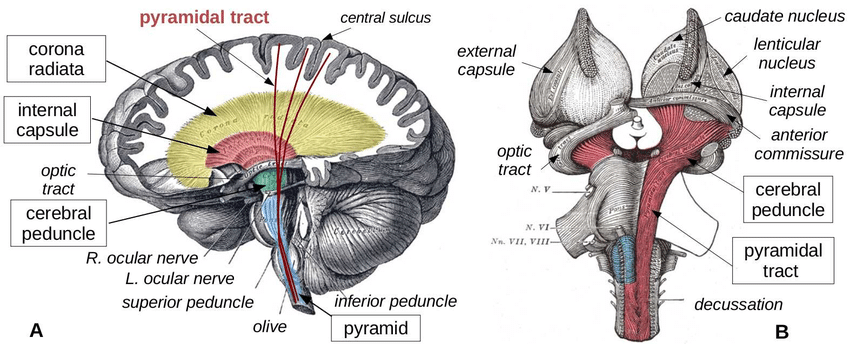 cerebral peduncle. Structure of the cerebral peduncle? Functions of the cerebral peduncle