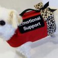 How Do Emotional Support Animals Help?