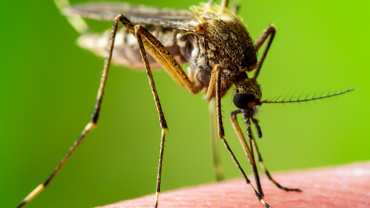 West Nile Virus: Causes, Symptoms, and Treatments
